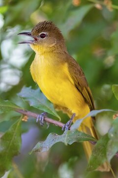 Yellow-bellied Greenbul (Chlorocichla flaviventris), Yellow-bellied Greenbul, Zambezi Region, Caprivi Strip, Namibia