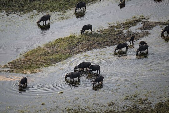 Kaffir buffalo (Syncerus caffer caffer), flock drinking in the river, aerial view, Okavango Delta, Botswana