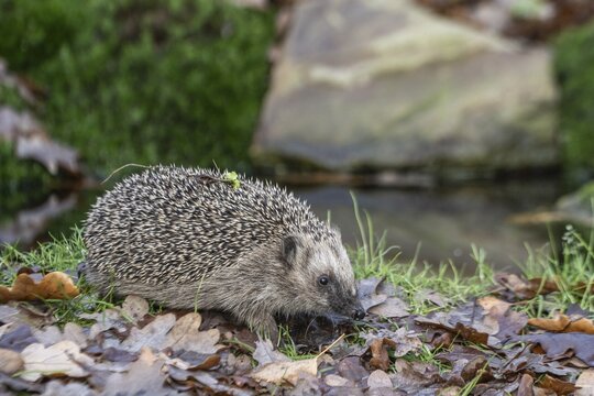 European hedgehog (Erinaceus europaeus), Emsland, Lower Saxony, Germany