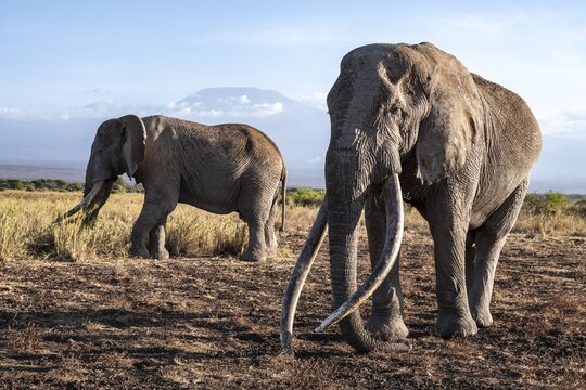 African elephant (Loxodonta africana) in picturesque landscape with the summit of Mount Kilimanjaro, the famous Super Tusker elephant Craig and Pascal, old male with long tusks, in atmospheric evening light, Kajiado County, Kenya
