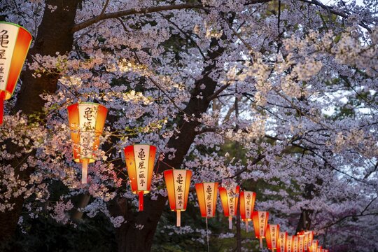 Blooming cherry trees and illuminated lanterns with Japanese writing in the evening, Hanami festival in spring, Ueno Park, Tokyo, Japan