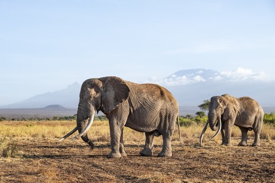 Two African elephants (Loxodonta africana) in a picturesque savanna landscape with the summit of Mount Kilimanjaro, the famous Super Tusker elephant Craig with his friend Pascal, old male with long tusks, in the evening light, Kajiado County, Kenya