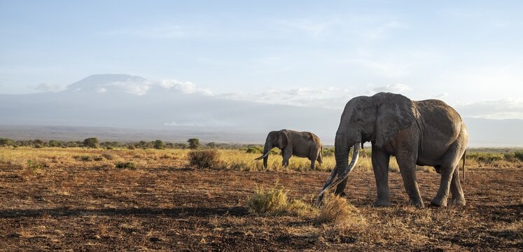 Two African elephants (Loxodonta africana) in a picturesque landscape with the summit of Mount Kilimanjaro, the famous Super Tusker elephant Craig with his friend Pascal, old male with long tusks, in the evening light, Kajiado County, Kenya
