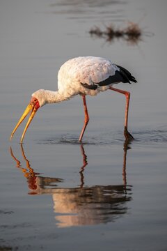 Glutton (Mycteria ibis) foraging in the water, in the morning light, with reflection, Sunset Dam, Southern Kruger National Park, Kruger National Park, South Africa