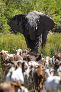 Conflict between livestock and wildlife, herd of goats and desert elephants in the riverbed of the Ugab River, Brandberg, Namibia