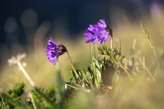 Clusius Primula (Primula clusiana), Hohen Tauern, Austria
