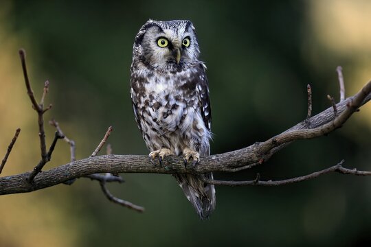 Tengmalm's owl (Aegolius funereus), Great Horned Owl, adult, perch, alert, in autumn, &Scaron;umava, Czech Republic