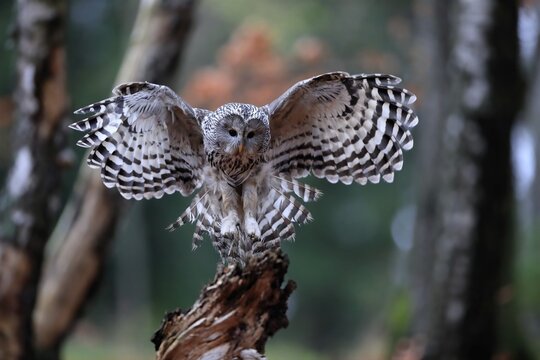 Ural owl (Strix uralensis), adult, on wait, landing, in autumn, &Scaron;umava, Czech Republic
