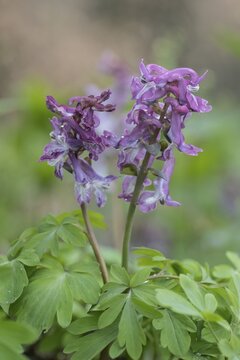 Hollow larkspur (Corydalis cava), Bad Iburg, Lower Saxony, Germany