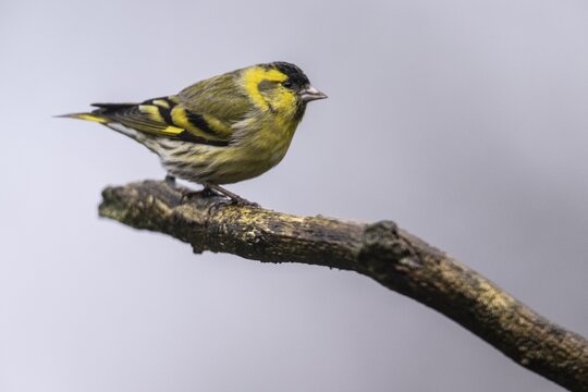 Eurasian siskin (Carduelis spinus), Emsland, Lower Saxony, Germany