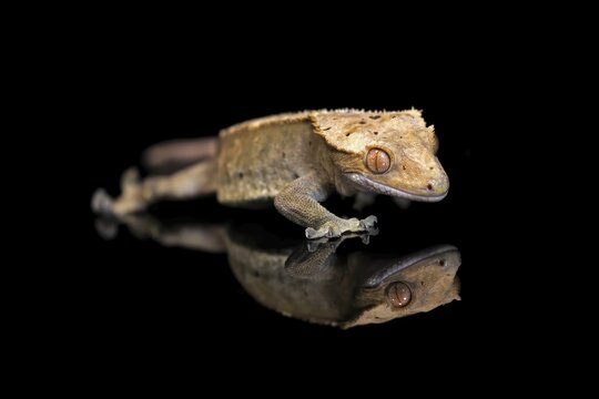 New Caledonian eyelash gecko (Correlophus ciliatus), adult, captive, New Caledonia