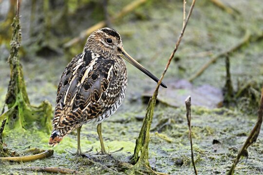 Common snipe (Gallinago gallinago), Switzerland