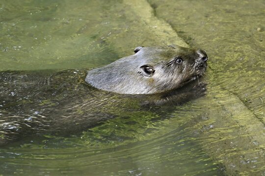 Eurasian beaver, european beaver (Castor fiber), swimming in the river, Freiamt, Canton Aargau, Switzerland
