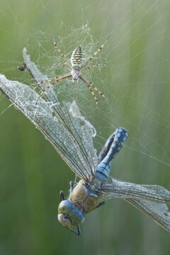 Wasp spider (Argiope bruennichi) with king dragonfly (Anax imperator), Emsland, Lower Saxony, Germany