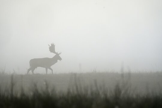 Fallow deer (Cervus dama), male, rut, Hesse, Germany