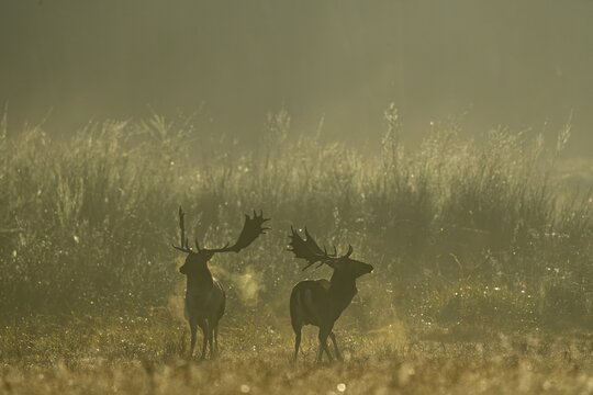 Fallow deer (Cervus dama), male, rut, Hesse, Germany
