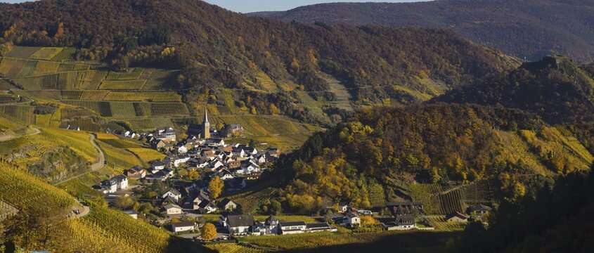 Vineyards in autumn, Mayscho&szlig; with parish church, red wine growing region Ahrtal, red wine of the Pinot Noir and Portugieser grape is grown here, Eifel, Rhineland-Palatinate, Germany