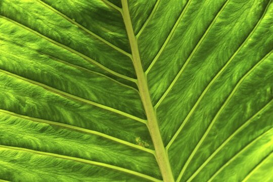 Leaf of the giant elephant ear, also known as giant taro (Alocasia macrorrhizos), close-up, Madeira, Portugal