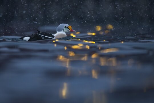 King eider (Somateria spectabilis), male, reflections of lights in the harbour, snowfall, Batsfjord, B&aring;tsfjord, Varanger Peninsula, Finnmark, Northern Norway, Norway