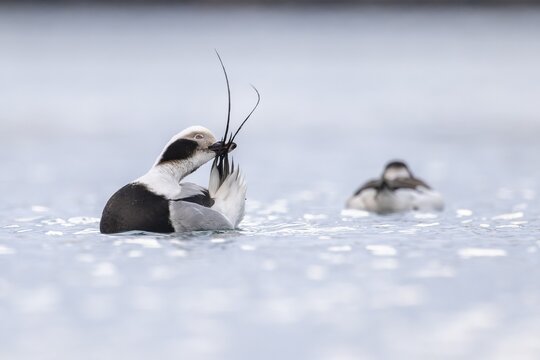 Long-tailed duck (Clangula hyemalis), male in splendour plumage during plumage care, Batsfjord, B&aring;tsfjord, Varanger Peninsula, Finnmark, Northern Norway, Norway