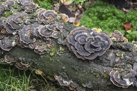 Butterfly tramete (Trametes versicolor), Emsland, Lower Saxony, Germany