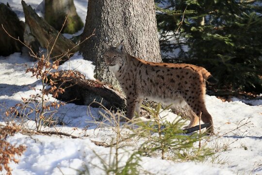 Carpathian lynx (Lynx lynx carpathicus), adult, in winter, in snow, alert, Bavarian Forest, Bavaria, Germany
