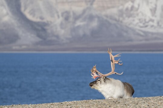 Svalbard Reindeer (Rangifer tarandus platyrhynchus), male, bull with blood-red antlers, tundra in autumn, Kapp Wijk, Svalbard, Norway