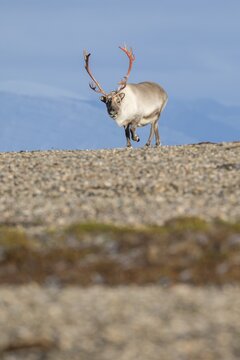 Svalbard Reindeer (Rangifer tarandus platyrhynchus), male, bull with blood-red antlers, tundra in autumn, Kapp Wijk, Svalbard, Norway