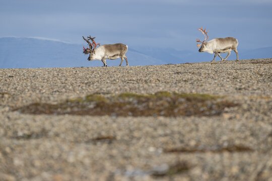 Svalbard reindeers (Rangifer tarandus platyrhynchus), male, bull with blood-red velvet antlers, tundra in autumn, Kapp Wijk, Svalbard, Norway