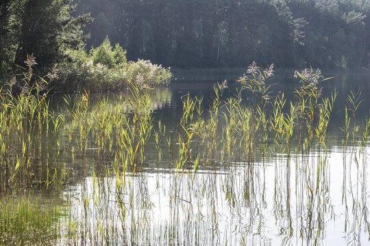 Reed (Phragmites australis) in the water, Mark Brandenburg, Germany