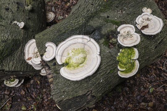 Hairy bracket (Trametes hirsuta), Emsland, Lower Saxony, Germany