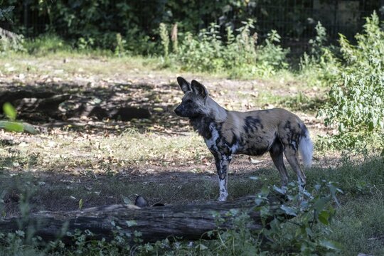 African wild dog (Lycaon pictus), captive, Germany