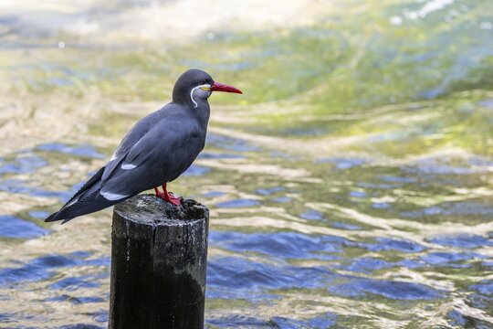 Inca tern (Larosterna inka), captive, Germany