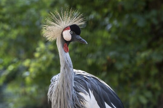 Black crowned crane (Balearica pavonina), captive, Germany