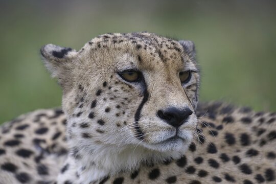 Portrait of a young Southeast African cheetah (Acinonyx jubatus jubatus), Kwazulu Natal Province, South Africa