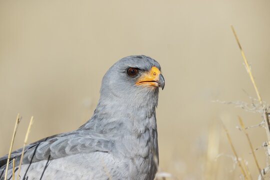 Pale-chanting Goshawk (Melierax canorus) . Kalahari Desert, Kgalagadi Transfrontier Park, South Africa