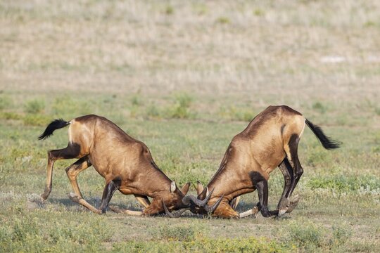 Red Hartebeest (Alcelaphus buselaphus caama) . Fighting bulls. Kalahari Desert, Kgalagadi Transfrontier Park, South Africa