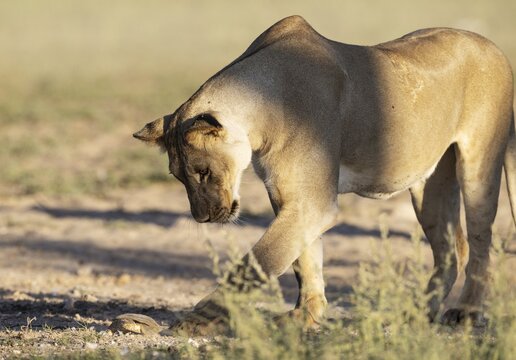 Lion (Panthera leo) . Female. Playing around with a frightened Marsh or Helmeted Terrapin (Pelomedusa subrufa) . Kalahari Desert, Kgalagadi Transfrontier Park, South Africa