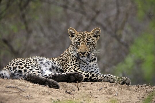 Leopard (Panthera pardus), adult, observed, alert, lying, on ground, Sabi Sand Game Reserve, Kruger National Park, South Africa