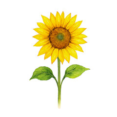 Obraz premium Watercolor Botanical Illustration of Vintage-Style Sunflower Isolated