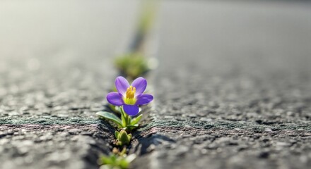 Resilience Purple flower blooms defiantly through the crack in asphalt road.