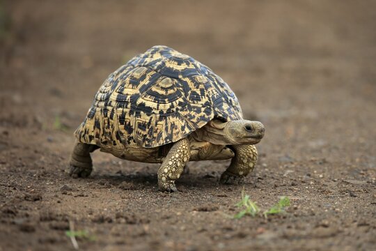 Leopard tortoise (Testudo pardalis), adult, walking, foraging, Kruger National Park, South Africa