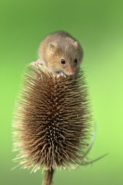Eurasian harvest mouse (Micromys minutus), adult, on thistle, fruit stand, Surrey, England, Great Britain