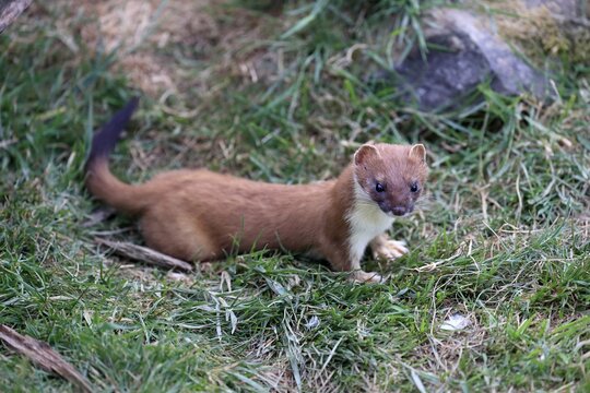 Ermine (Mustela erminea), Greater Weasel, stoat, adult, alert, Surrey, England, Great Britain
