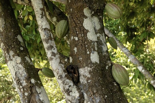 Cacao fruit (Theobroma cacao), Amazon state, Brazil