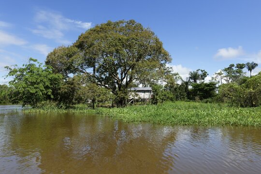Houses on stilts in the flooded forest along the Rio Negro, Manaus, Amazonia State, Brazil