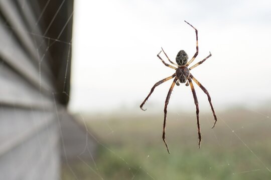 Bridge spider (Larinioides sclopetarius) or bridge spider, in web, Federsee, Bad Buchau, Baden-W&uuml;rttemberg, Germany