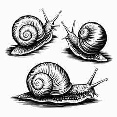 Vintage Snail Engraving Set &ndash; Detailed Hand‑Drawn Gastropod Illustrations