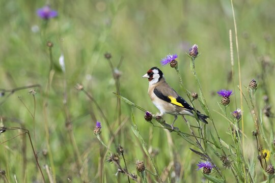 European goldfinch (Carduelis carduelis), sitting on the stem of the cornflower (Centaurea cyanus), Hesse, Germany