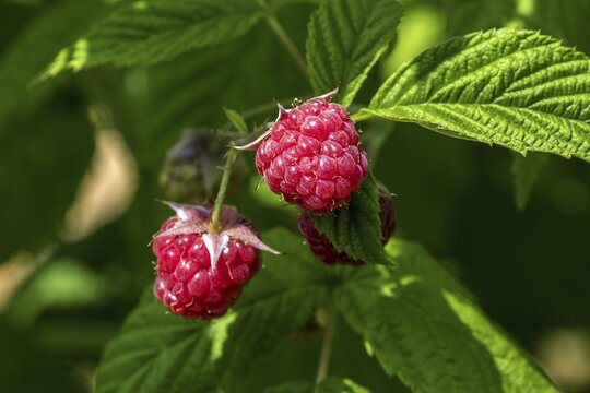 Raspberry (Rubus idaeus), ripe fruit, Baden-W&uuml;rttemberg, Germany